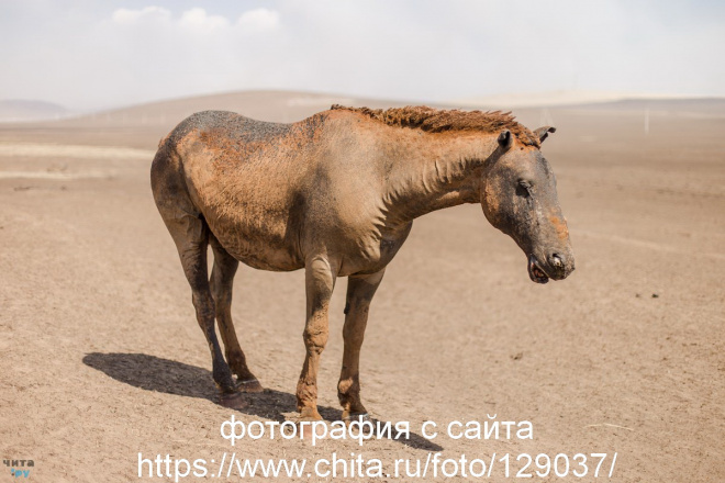 Горящее Забайкалье-2019