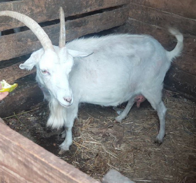 Семья Кузиных