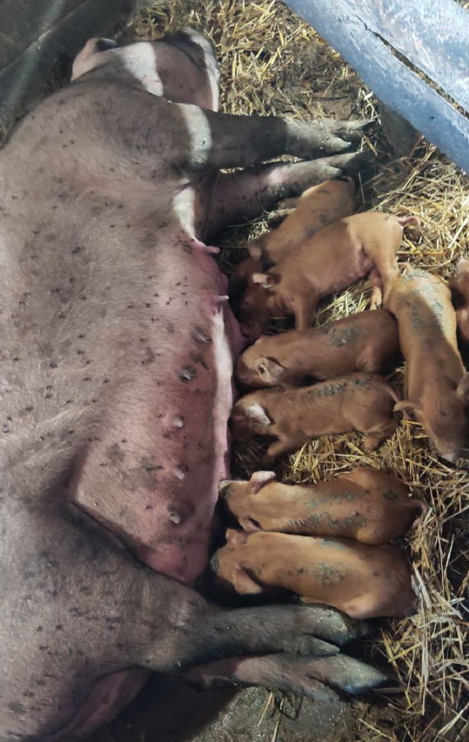 Семья Кузиных