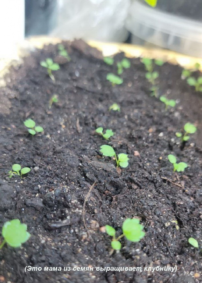 Семья Кузиных